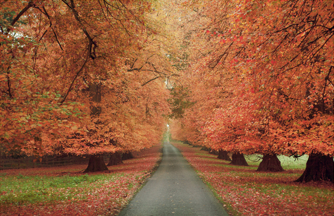 A picture of trees in color.