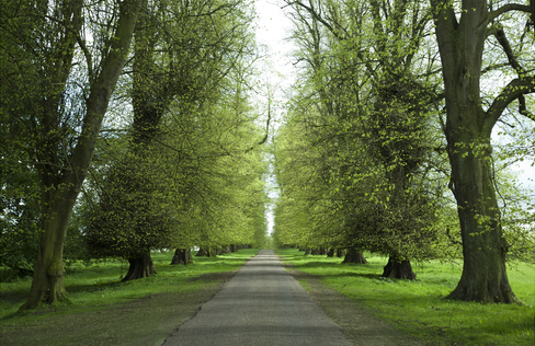 A picture of green trees in spring.